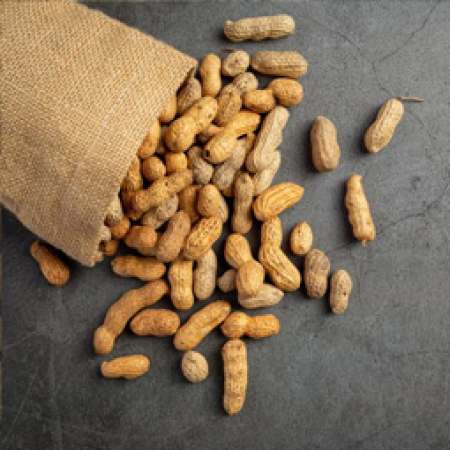 Groundnut